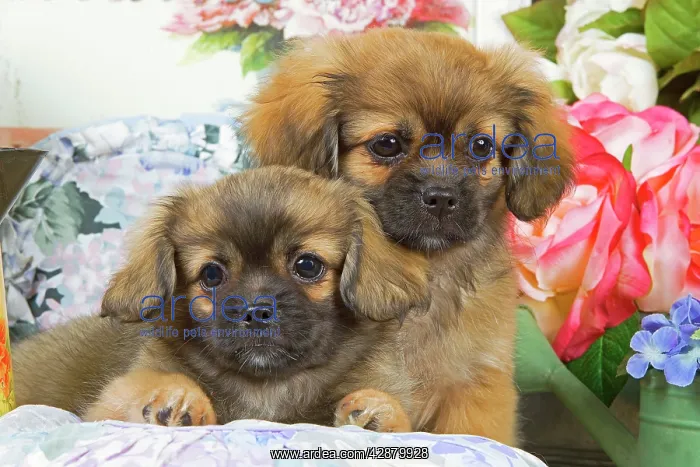 : Dog - Tibetan spaniel - two puppies with flowers : Dog - Tibetan spaniel - two puppies with flowers