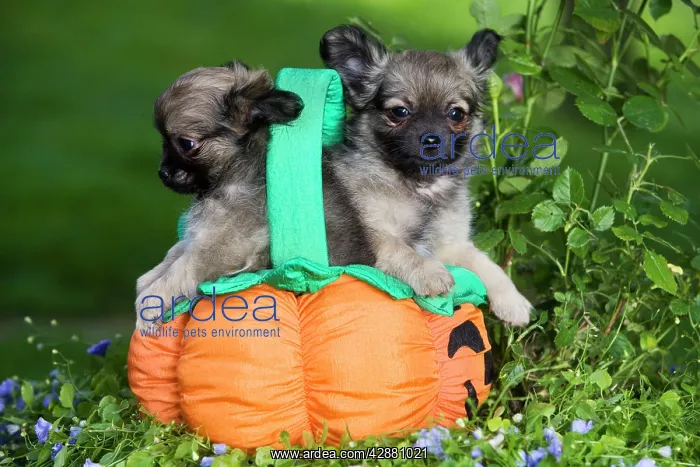 : Dog - Tibetan Spaniel puppies in garden in pumpkin : Dog - Tibetan Spaniel puppies in garden in pumpkin