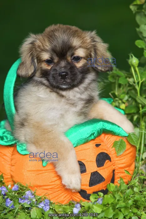 : Dog - Tibetan Spaniel puppies in garden in pumpkin : Dog - Tibetan Spaniel puppies in garden in pumpkin