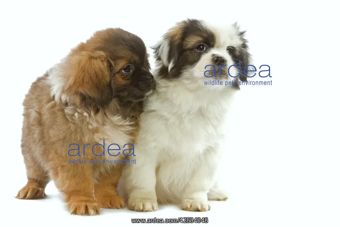  : Dog - Tibetan Spaniel - two puppies in studio