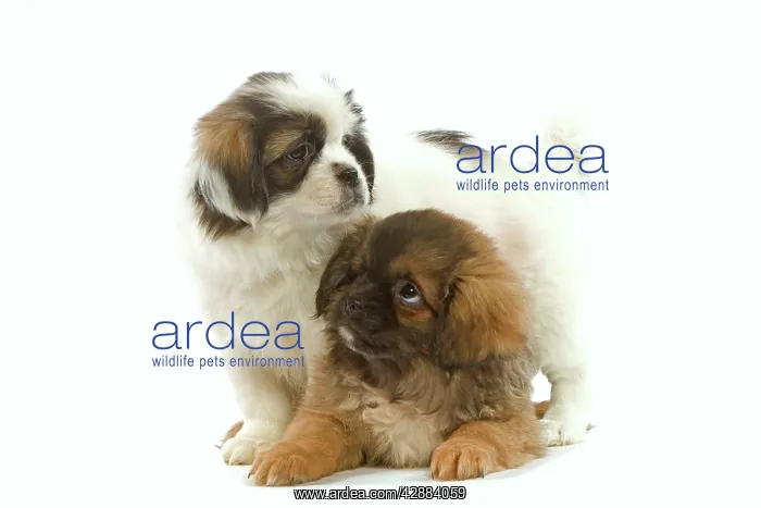  : Dog - Tibetan Spaniel - two puppies in studio