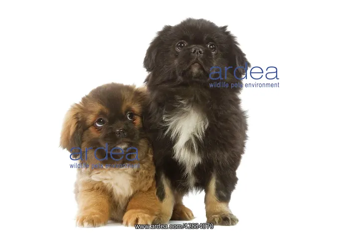  : Dog - Tibetan Spaniel - two puppies in studio