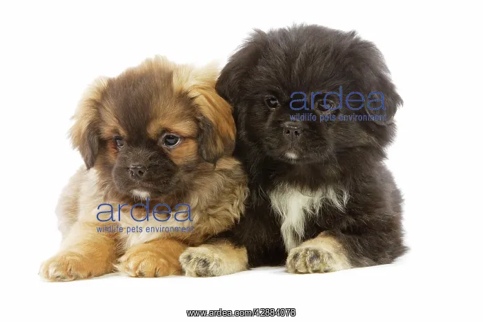  : Dog - Tibetan Spaniel - two puppies in studio