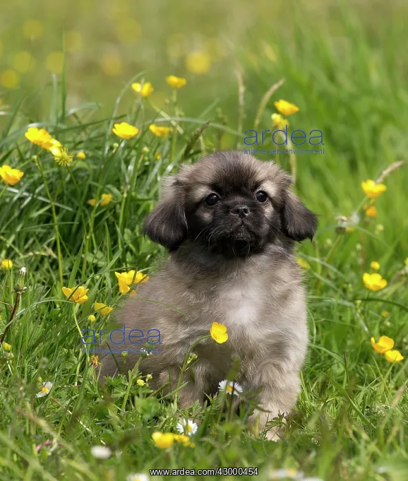 : Dog - Tibetan Spaniel puppy : Dog - Tibetan Spaniel puppy