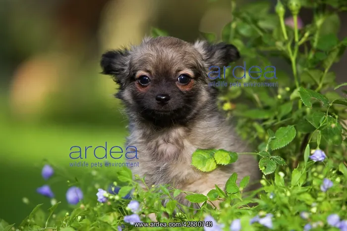  : Dog - Tibetan Spaniel puppy in garden