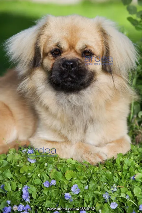  : Dog - Tibetan Spaniel puppy in garden