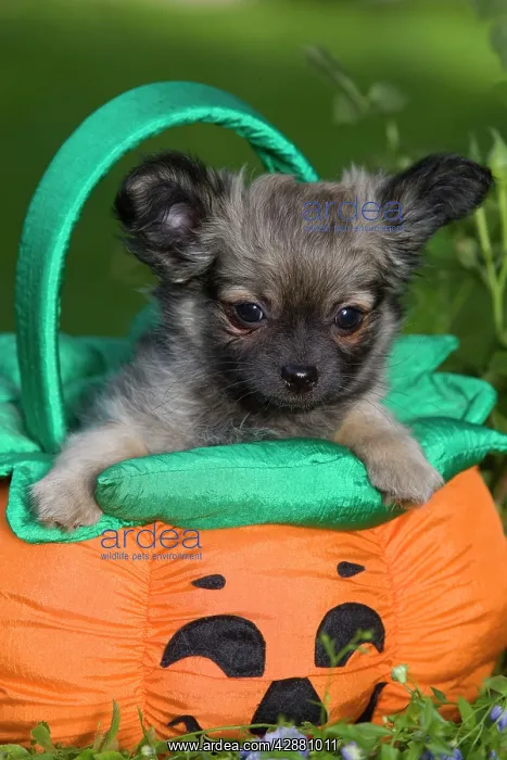 : Dog - Tibetan Spaniel puppy in garden in pumpkin : Dog - Tibetan Spaniel puppy in garden in pumpkin