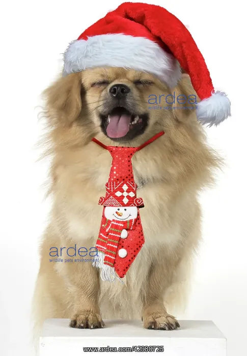 : DOG. Tibetan Spaniel, studio : DOG. Tibetan Spaniel, studio