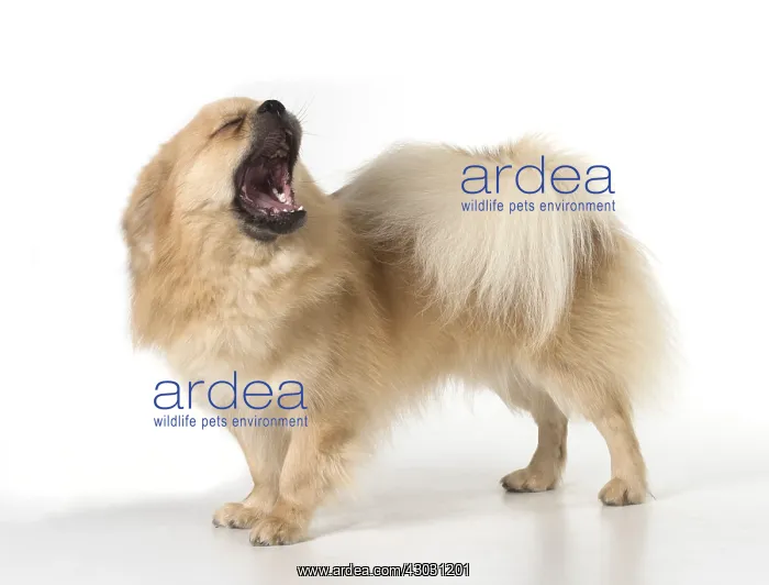 : DOG. Tibetan Spaniel, studio