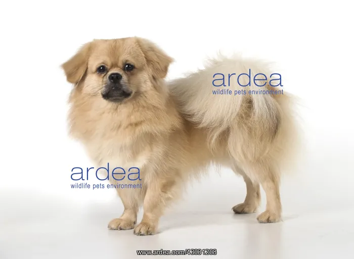 : DOG. Tibetan Spaniel, studio : DOG. Tibetan Spaniel, studio