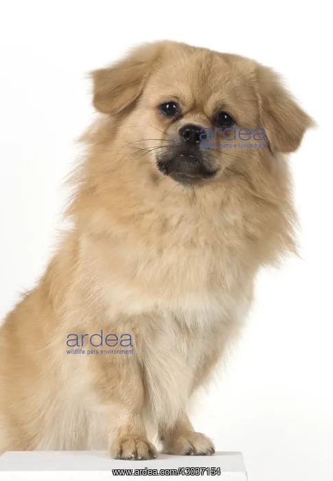 : DOG. Tibetan Spaniel, studio : DOG. Tibetan Spaniel, studio