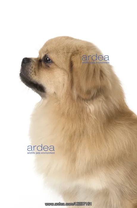  : DOG. Tibetan Spaniel, studio