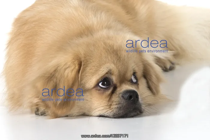 : DOG. Tibetan Spaniel, studio : DOG. Tibetan Spaniel, studio