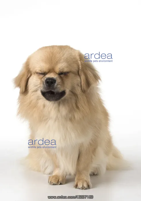 : DOG. Tibetan Spaniel, studio : DOG. Tibetan Spaniel, studio