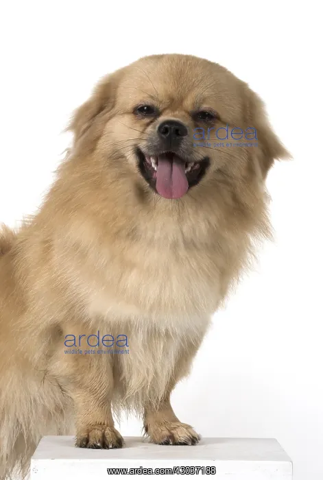  : DOG. Tibetan Spaniel, studio
