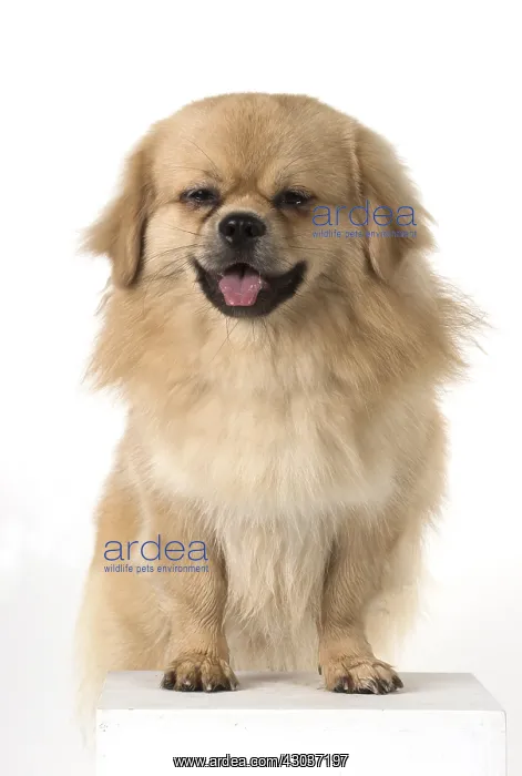  : DOG. Tibetan Spaniel, studio