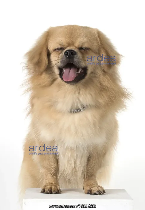  : DOG. Tibetan Spaniel, studio