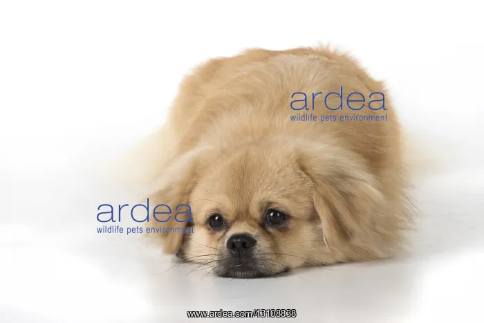 : DOG. Tibetan Spaniel, studio : DOG. Tibetan Spaniel, studio