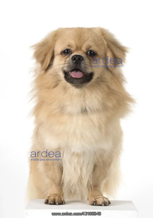  : DOG. Tibetan Spaniel, studio