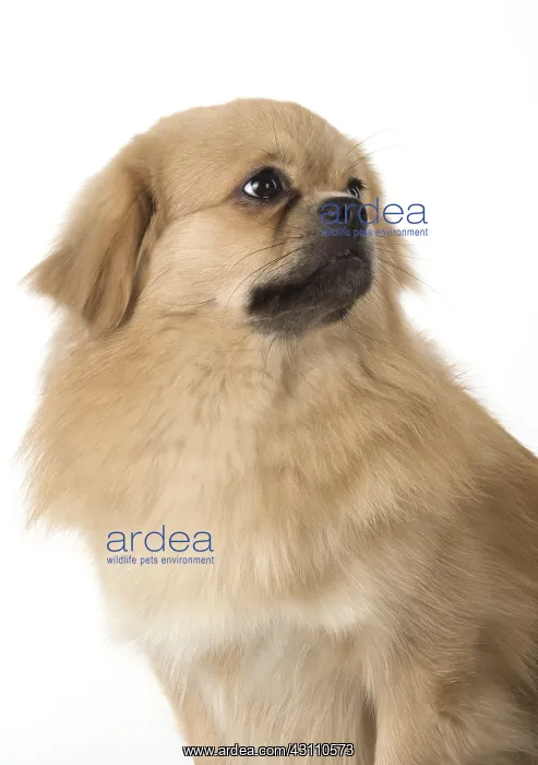 : DOG. Tibetan Spaniel, studio : DOG. Tibetan Spaniel, studio