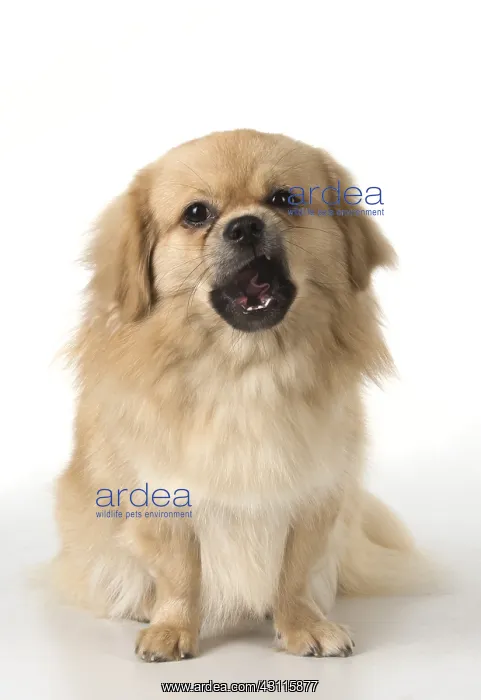 : DOG. Tibetan Spaniel, studio : DOG. Tibetan Spaniel, studio