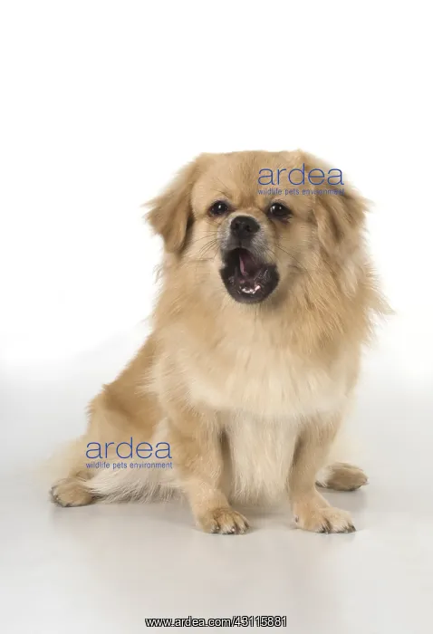: DOG. Tibetan Spaniel, studio : DOG. Tibetan Spaniel, studio