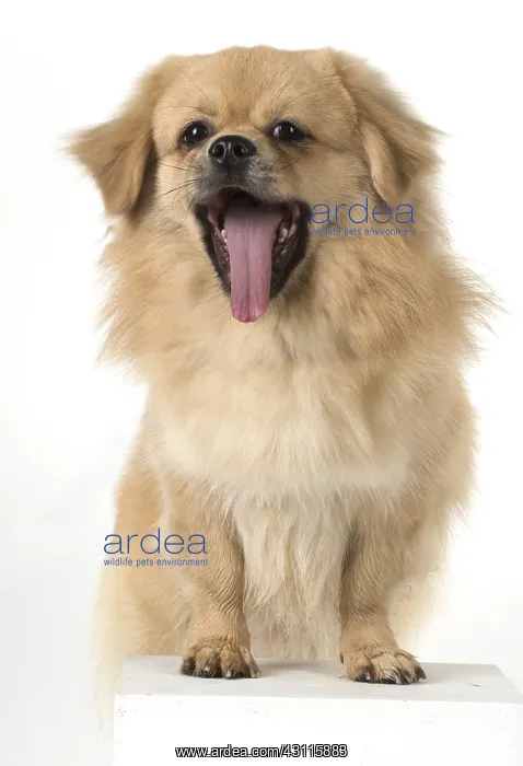  : DOG. Tibetan Spaniel, studio