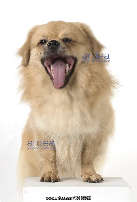  : DOG. Tibetan Spaniel, studio