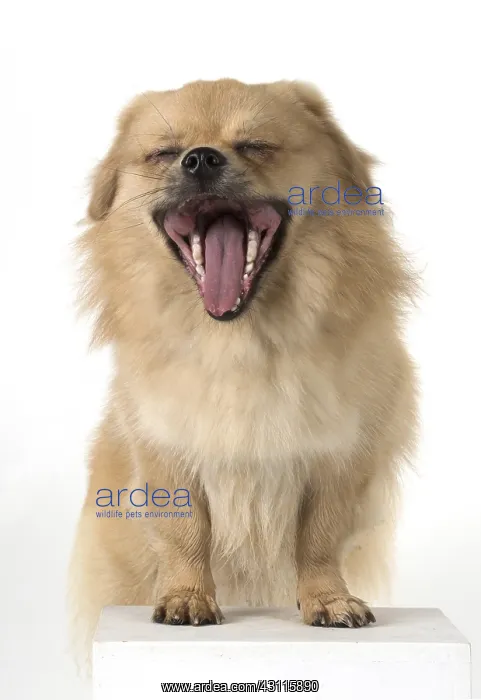  : DOG. Tibetan Spaniel, studio