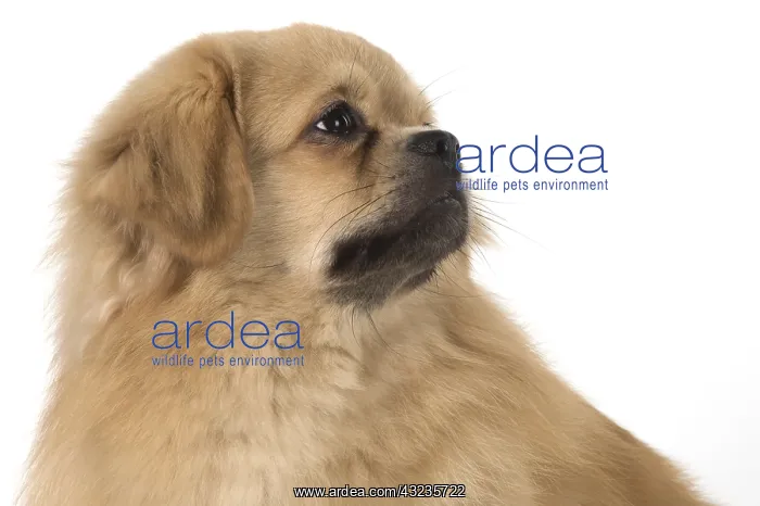 : DOG. Tibetan Spaniel, studio : DOG. Tibetan Spaniel, studio