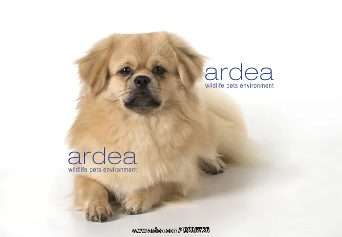 : DOG. Tibetan Spaniel, studio : DOG. Tibetan Spaniel, studio