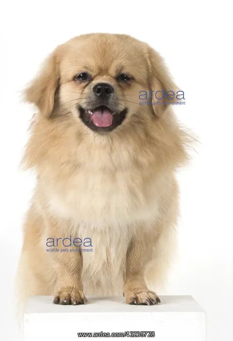  : DOG. Tibetan Spaniel, studio