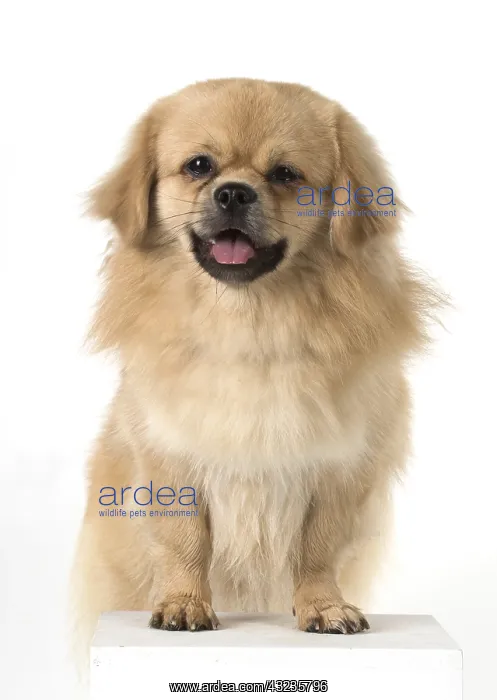  : DOG. Tibetan Spaniel, studio