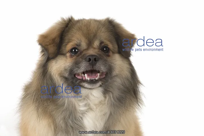  : DOG. Tibetan Spaniel, studio, mouth open
