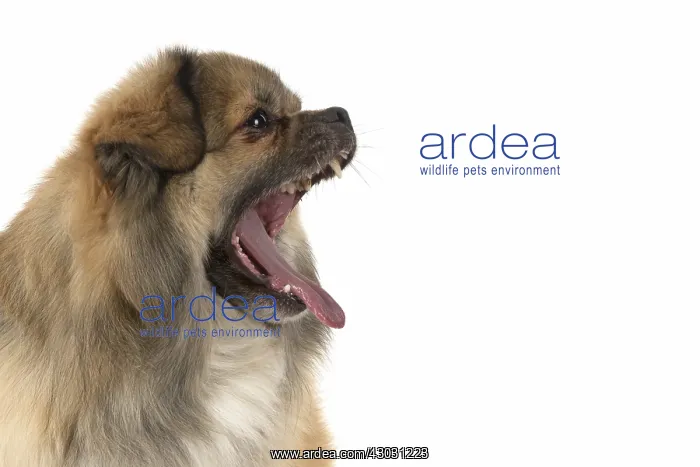  : DOG. Tibetan Spaniel, studio, mouth open