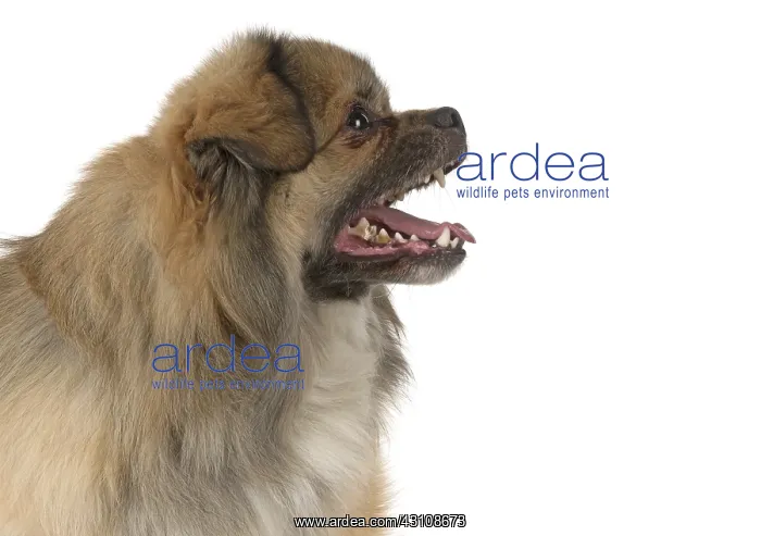  : DOG. Tibetan Spaniel, studio, mouth open