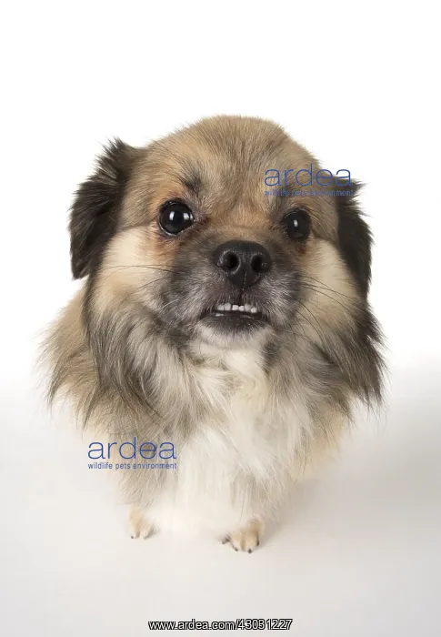 : DOG. Tibetan Spaniel, studio, smile showing teeth ( selfie ) : DOG. Tibetan Spaniel, studio, smile showing teeth ( selfie )