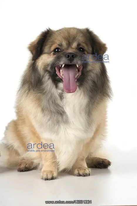: DOG. Tibetan Spaniel, studio, smile showing teeth ( selfie ) : DOG. Tibetan Spaniel, studio, smile showing teeth ( selfie )