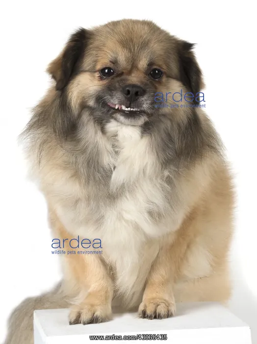 : DOG. Tibetan Spaniel, studio, smile showing teeth ( selfie ) : DOG. Tibetan Spaniel, studio, smile showing teeth ( selfie )