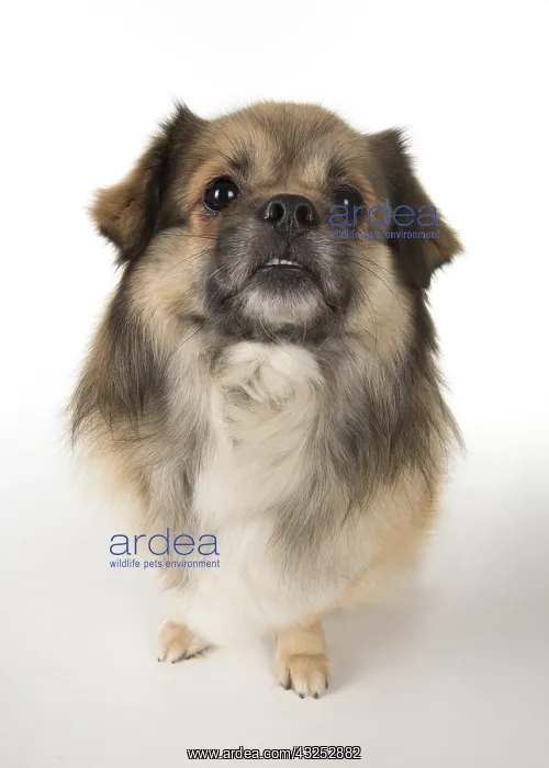 : DOG. Tibetan Spaniel, studio, smile showing teeth ( selfie ) : DOG. Tibetan Spaniel, studio, smile showing teeth ( selfie )