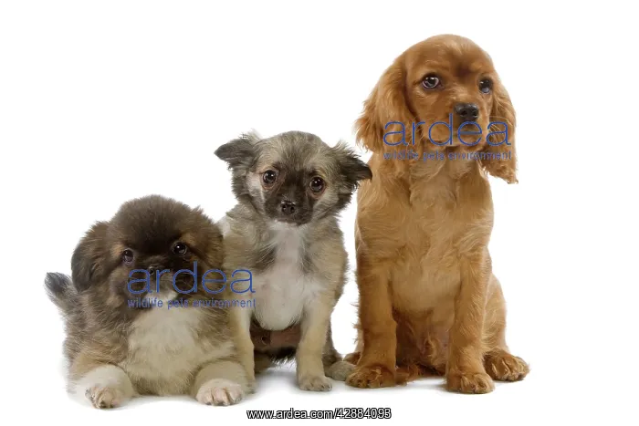 : Dog - Tibetan Spaniels & Cavalier King Charles : Dog - Tibetan Spaniels & Cavalier King Charles
