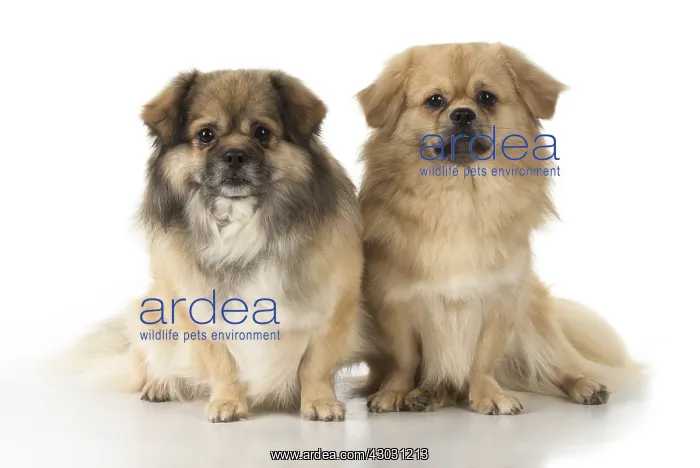 : DOG. Tibetan Spaniels, studio : DOG. Tibetan Spaniels, studio