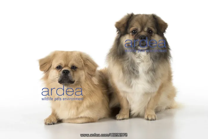 : DOG. Tibetan Spaniels, studio : DOG. Tibetan Spaniels, studio