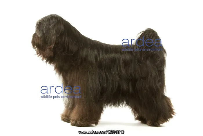  : Dog - Tibetan Terrier