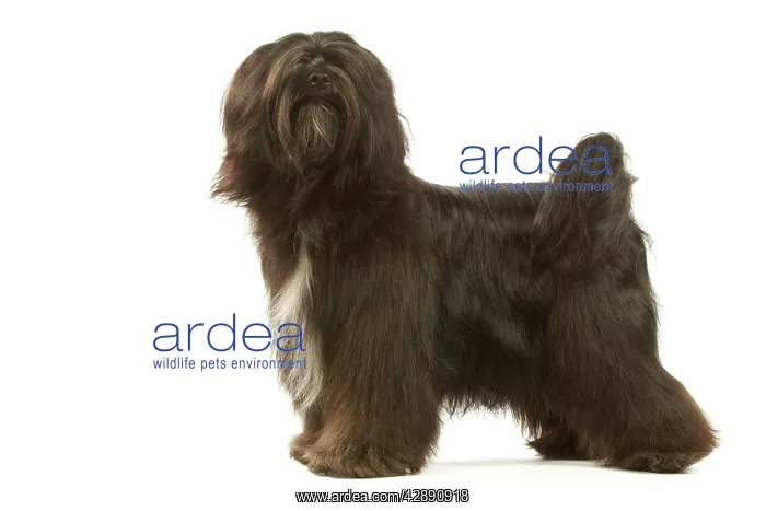 : Dog - Tibetan Terrier : Dog - Tibetan Terrier