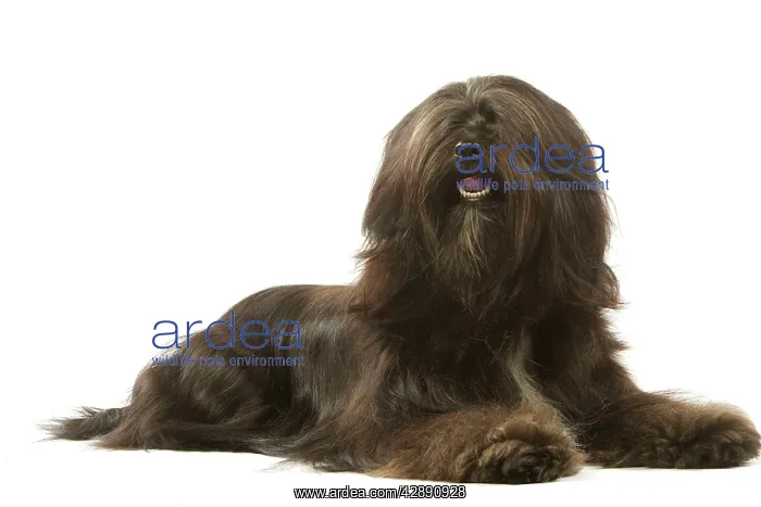 : Dog - Tibetan Terrier : Dog - Tibetan Terrier