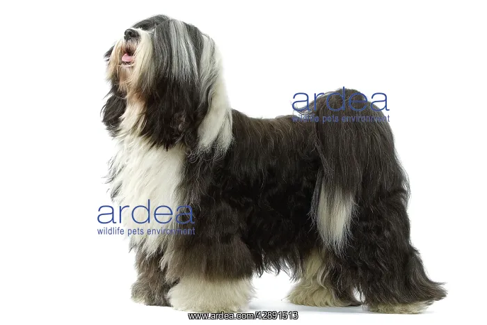  : Dog - Tibetan Terrier