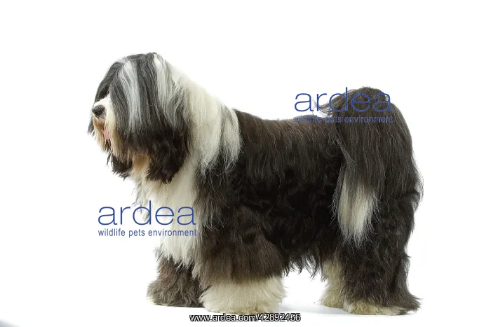  : Dog - Tibetan Terrier