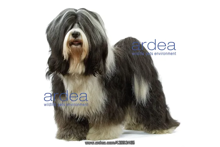 : Dog - Tibetan Terrier : Dog - Tibetan Terrier
