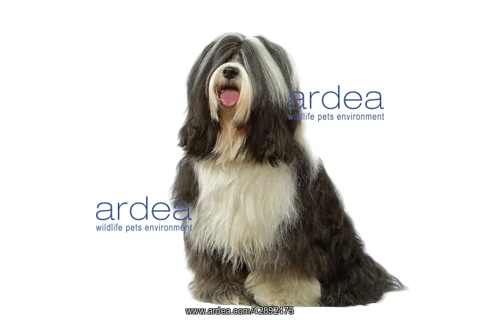 : Dog - Tibetan Terrier : Dog - Tibetan Terrier